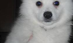 I have 2 male American Eskimo Mixed puppies left, ready for their forever homes. I am asking $300.  O.B.O They had their vaccinations and deworming on November 1, Puppies are raised in the home with handling right from birth and with other pets also. They