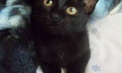 Angus is a full black female. She will be getting spayed (it's a must with the adoption fee). Angus is a cuddly kitten. She loves to play and be around people.
If interested please call 931-8979. We don't check e-mail a lot.