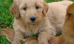 7 GoldenDoodle Pups Available - 2 Girls and 5 Boys.
 
Sunday Update: 4 Males Available.
 
Golden Doodle Puppies are becoming the #1 Selling Family Pet because of their low to no shedding, allergy friendly, wavy coats. 
 
Our Doodles are First Generation -