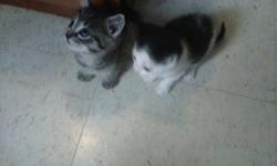 I have 3 kittens that are free to good homes :) one is black with a few patches of white and is male. One is grey and white shorter hair female. And I have a white with a few black patches that is female can deliever anytime please email me for more