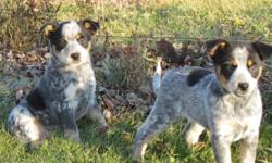 Lovely looking aussie x blue heeler puppies now ready for their new home. Great marking and temperaments they have spent a lot of time with children, cats and other animals. Boys and girls available, puppies come with a vet check dewormed and 1st shots.
