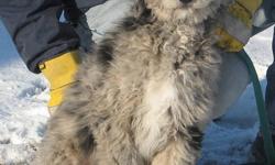 We have 2 male, black and silver merle Aussiedoodle puppies available, now 18 weeks old. They have had all puppy shots already, trained to potty outside via a doggy door. Non-shedding and hypoallergenic, very social and friendly. Family raised. 3 year