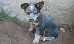 We have 3 adorable puppies ready to go to their new homes. They are 3/4 Australian Heeler (Cattle Dog), and 1/4 Border Collie. The puppies have been raised with children and other dogs and are very friendly. Both Parents are on site.There are 2 boys and 1