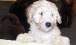 Australian Labradoodle puppies! Chocolate and cream standard size puppies for valentine's day! Registered with the Australian Labradoodle Association of America breed club. Waitlist is opened for reservations. Please check out our website at