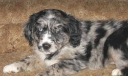 This exciting new breed takes the body structure and disposition of the Golden Retriever and the brains and color of the Australian Shepherd. It is an excellent family dog or ranch dog. We have 4 girls and 1 boy left. All of the puppies have shots and a