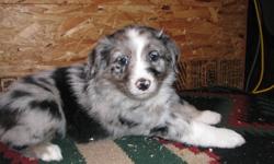 Pure Breed Australian Shepherd Puppies for sale.
2- females 1 Blue Merle and 1 Red Merle
3- Males 1 Liver, 1 Red Merle and 1 Black Tri
Tails docked, first shots, dewormed, dew claws removed.
Phone 403 783-2010 or 403 704-6301