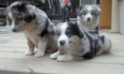 We have 4 male merle puppie with blue eyes and 2 female merle puppie also with blue eyes to go to a good home. The pups are being raised with children and are very well mannered. They are house trained and spend alot of time indoors and out.
This breed is