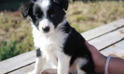 We have eight puppies for sale. The mother is an Australian Shepherd and the father is a Border Collie/ Blue Heeler. They have good breeding to be working farm dogs. The mother is very good with cattle and horses.
There is one female and seven males. All