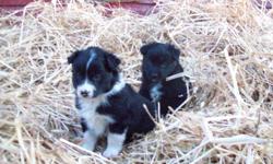 We have two australian shepherd/border collie cross puppies for sale. The female is the black and white border collie, and the male is the black one. They will have their first shot and be dewormed. They are well socialized with children and are used to