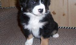 Black tri and red tri Australian Shepherd puppies born on November 11 2011.
They will have their first shots and vet check and be ready to go soon. they have awesome dispositions,  they make great family dogs.  They are very smart and easy to train. for
