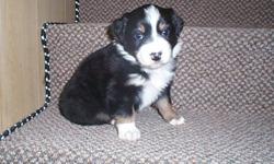 Australian Shepherd puppies born on November 11 , will be ready to go about Jan 10, 2012.  They will have first shot and vet check.  They make great family dogs, great at agility , very smart and easy to train.  Both parents are on site,..  both parents