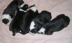 Australian Shepherd puppies for sale for more information call 532-4278 . The pictures are the pups and the mom & dad.