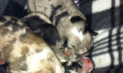 Three beautiful puppies, there is two males and one female, born on Christmas eve. Mother is a purebred Australian Shepherd with blue eyes, Father is a Sheltie/American Eskimo. Both parents were raised with other animals and children, they are also very