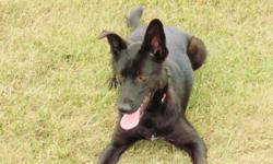 "TROOPER" approx 1 year old male Shepherd/Lab/Border Collie that came into Rescue from Animal Control. Good with other dogs/cats. Trooper is a very sweet loving boy and would make a wonderful companion to your family. He absolutely loves the water! He