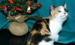 Breed: Calico Domestic Medium Hair - orange and white
 
Age: Baby
 
Sex: F
 
Size: MBlack Eyed Suzy, or Suzy for short and her sister, Tiger Lily, were smuggled into a home by a young girl whose mother realized it when her allergies worsened! They were