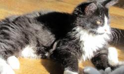 Breed: Domestic Long Hair-black and white
 
Age: Baby
 
Sex: F
 
Size: M
PONGO, TOUFFU, TOUTITE and YOGI are brothers and sisters born on July 19th, 2011. Their mom was a stray cat who was taken in by some good people and mom had her kittens in the