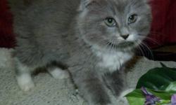 Breed: Domestic Medium Hair - gray and white
 
Age: Baby
 
Sex: F
 
Size: M
Female, domestic, medium length gray and white haired; was thrown from a vehicle in downtown Meadow Lake. She's friendly and good with other kittens. Now living in a multi-cat
