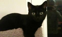 Breed: Domestic Short Hair-black
 
Age: Baby
 
Sex: F
 
Size: M
Miss Dharma is an AMAZING kitten. She is only about 5 months old. So hard to get a good picture of her but everyone who meets her falls in love. She is absolutely precious! She has the