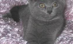 Breed: Domestic Short Hair
 
Age: Baby
 
Sex: F
 
Size: M
Spice is a 3.5 month old beautiful grey female kitten, similar in appearance to the one pictured here. She's currently in a foster home with her siblings, one of which is Pistachio, a grey and