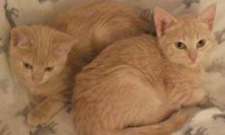 Breed: Domestic Short Hair - orange and white
 
Age: Baby
 
Sex: F
 
Size: M
Sarah is the kitten on the left.
 
View this pet on Petfinder.com
Contact: Craig Street Cats | Winnipeg, MB