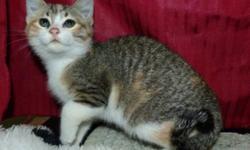 Breed: Domestic Short Hair - orange and white Calico
 
Age: Baby
 
Sex: F
 
Size: M
Patches is a pretty female calico, born approximately late July 2011. She's been spending time in a multi-cat cage with other kittens and enjoying the freedom to move