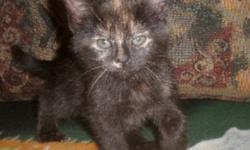 Breed: Tortoiseshell
 
Age: Baby
 
Sex: F
 
Size: M
Enya, Rouky, Mali and Maya are four adorable kittens born on September 2nd, 2011. Their mom, a stray cat, was rescued days before having her babies. Mom has been spayed since then. This little group is
