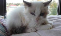 Breed: Ragdoll Siamese
 
Age: Baby
 
Sex: F
 
Size: S
Please call GTHS at (705) 445-5204
Meet Ono she is a Ragdoll/siamese cross.. georgeous blue eyes lovely markings and temperment.. sister to Yoko...
 
View this pet on Petfinder.com
Contact: GEORGIAN