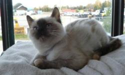 Breed: Ragdoll Siamese
 
Age: Baby
 
Sex: F
 
Size: S
Please call GTHS at (705) 445-5204
Meet Yoko.. would love to be adopted with sister Ono. she is a ragdoll/siamese cross. with a lovely temperment who loves to cuddle.lovely markings.
 
View this pet on