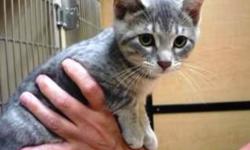 Breed: Tabby - Grey
 
Age: Baby
 
Sex: F
 
Size: S
Falina and Farrah her sister are very sweet playful girls who simply appeared out of the blue in a family's back yard. They play well with other kitties when visiting PetsMart Adoption Centre. Falina is a