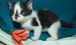 Breed: Domestic Medium Hair-black and white Domestic Medium Hair
 
Age: Baby
 
Sex: F
 
Size: M
Diamond is one of Manola's litter of 10 kittens - who were born as their mother was rescued from being attacked by several dogs! They are now all old enough to