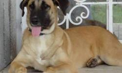 Breed: Anatolian Shepherd Belgian Shepherd Malinois
 
Age: Baby
 
Sex: F
 
Size: XL
***Oct. 20 - Ashley has a pending foster-to-adopt home - Ashley is a gorgeous large puppy girl who needs a foster home. She is one of 2 dogs in a special "dogatarian" and