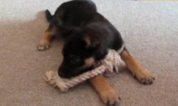 Breed: Shepherd
 
Age: Baby
 
Sex: F
 
Size: L
Trixie is a little shepherd girl is looking for a new home. We just got her and have her in foster care. She is 10-12 weeks old. She is not house trained yet but is a smart pup that will learn quickly. She