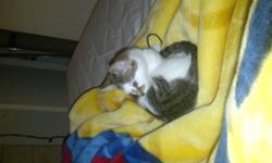 Female kitten ready to go! Please contact if interested 289 700 8756 ask for Jeff or myself Charlene