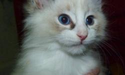 Breed: Domestic Medium Hair-white Ragdoll
 
Age: Baby
 
Sex: M
 
Size: M
Nike is one of Manola's litter of 10 kittens - who were born as their mother was rescued from being attacked by several dogs! They are now all old enough to find homes of their own.