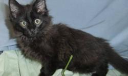 Breed: Domestic Medium Hair-black
 
Age: Baby
 
Sex: M
 
Size: M
Our regular cat adoption fee is $60 which includes spay/neuter and vaccination. With kittens not old enough to be spayed or neutered prior to adoption we require a refundable (upon proof of