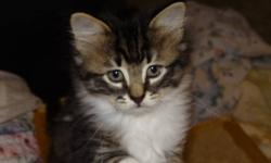 Breed: Domestic Medium Hair
 
Age: Baby
 
Sex: M
 
Size: M
Yahtzee is an old soul. He is so loving and mellow and his fur is decadently soft to the touch. This means he will need regular brushing, but it will be a great way to bond with your new family