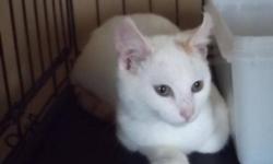 Breed: Domestic Short Hair Domestic Short Hair-white
 
Age: Baby
 
Sex: M
 
Size: M
***This adoptable is being posted by PET Projects as a courtesy to a private rescuer or owner not officially affiliated with our organization. Please contact the