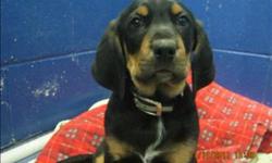 Breed: Coonhound Great Dane
 
Age: Baby
 
Sex: M
 
Size: M
Primary Color: Black
Secondary Color: Tan
Age: 0yrs 2mths 2wks
 
View this pet on Petfinder.com
Contact: BC SPCA - South Peace Branch | Dawson Creek, BC