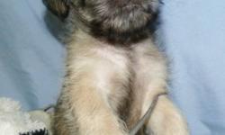 Breed: Terrier
 
Age: Baby
 
Sex: M
 
Size: MA local dog lover found the mom of these pups abandoned (along with a 2nd dog) at a lake in northern Sask. She rescued her and brought her home to care for her. Turned out she was pregnant and gave birth to