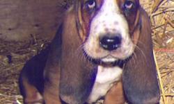 Our Basset Hound puppies are ready to go home.  There is one tri-colored and a couple of red and white puppies still needing forever homes.  They come with their first shots, dewormed and guaranteed. Parents are both CKC registered. European championship