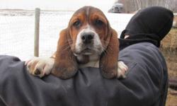 Adorable Basset Hound puppies for sale. Tri-colored and one lemon white male left. 1st and second shots, dewormed. These pups are very good with childern and mild mannered. They are getting bigger so the price has been reduced from 500.00 to 350.00. So