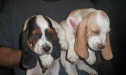 Hello
 
We have a beautiful litter of Basset hound puppies... Whom will be ready just in time for X-MAS.
 
We have two males left, one bi-colored ( brown and white), one tri-colored (brown, white and black) and have 3 females left, one bi-colored (brown