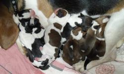 Beagle Puppies born October 8, 2011. Ready to go December 3, 2011. There are 2 males- black, white, and brown/tan. They no longer feed from their mother and all are eating soft dog food. All have been dewormed. For viewing please contact Dylan at the