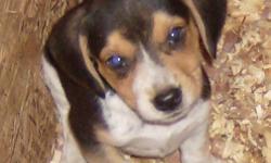 beagle pups for sale!! Excellent hunting stock! Ready to go by OCT 26th, pups will be 9 weeks old