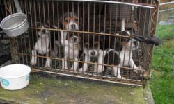 7 week old Beagle pups! 3 males!
 
3 year old male Beagle!!
 
Contact Rodney for more info 788-2150!!
 
*no emails please*