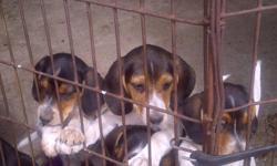 BEAGLE WALKER CROSS - 6months old.  
Mom on sight, 2nd litter of puppies for the mother. 1 female left.($175.00) . Mother is trained to hunt deer and rabbits.  Has been hunting with owner for 10yrs.  MUST SEE!! Please contact Darryl