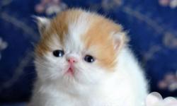 We have 2 persian kittens and 1 exotic short hair on sale, they are from grandchampion and champion lines, fantastic pedigree, so qualified breeders are also welcome
kitten#1 (pic #1 - Pic#4) Orange Van Boy 
Pet Price:$600
Mom is Light Calico and father