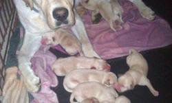 I have 7 boys and 4 girls and they range from light cream/white to fox-red like their father. The puppies will have AKC registration which is easily transferred to CKC. They have excellent pedigrees with field and show titles on both sides. I own the