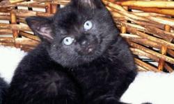 Five little kittens with beautiful thick fur...like little bears, are looking for loving, forever homes. They have been through a lot in their short lives having been found with their mother living in a pile of rocks. :( These kitties are all black and