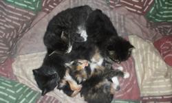 Second Chance Animal Rescue & Adoptions  Has 5 beautiful Babies Ready to go to their new homes for November.23  These little sweeties are already starting to use the litter box! These kittens have been handled and smooched from day one, we were there the